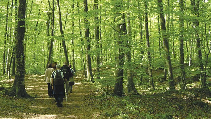 Set tips | Fins al 5 de juny la Garrotxa s'omple d'activitats en el marc de la Setmana de la Natura