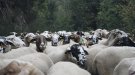 Flaixos | El sector oví garrotxí tem una crisi per la llengua blava