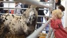 Flaixos | Més Sant Lluc que mai