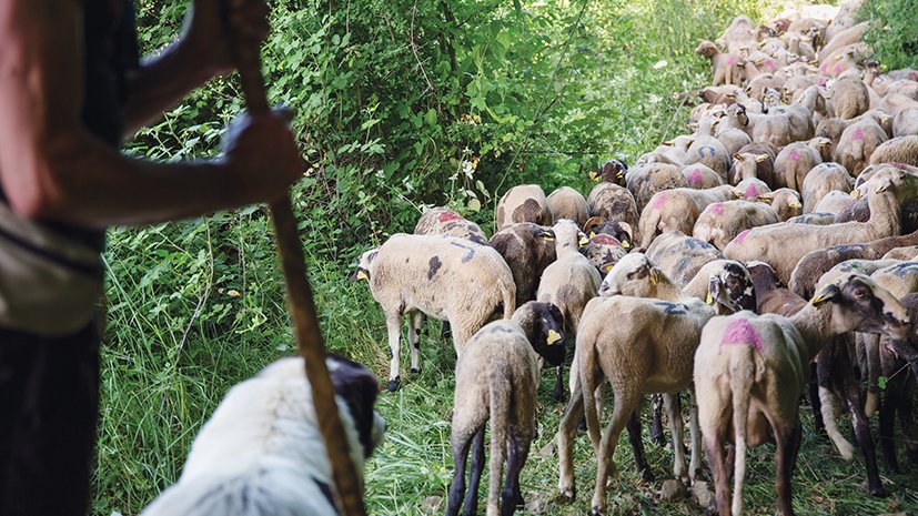 Més d'un miler d'ovelles que fan la transhumància des de Riudaura