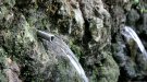 Flaixos | La Garrotxa, a prop del límit d’extracció dels aqüífers