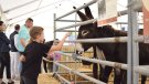 Flaixos | Un Sant Lluc sense bestiar