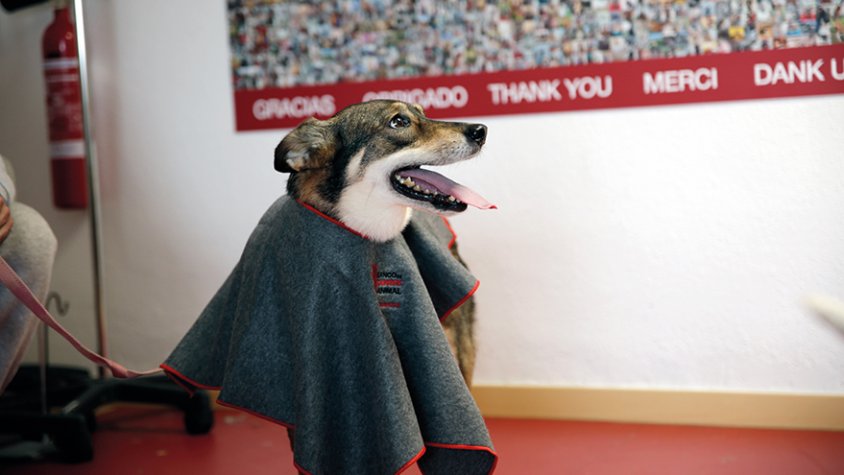 La Freya ha donat per primera vegada la seva sang i se suma als 10.000 gossos i gats que donen al Banc de Sang Animal.